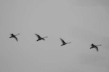 A group of Swans Flying in the sky, blurred imageの写真素材