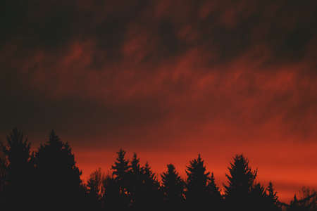 Red sky and clouds above the forest on a sunny morning. Dramatic red sky