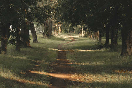 Abandoned green alley with old linden treesの写真素材