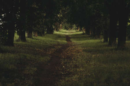 Abandoned green alley with old linden treesの写真素材