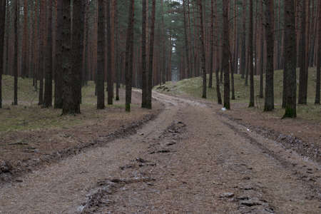 Conifer forest, a country road through the dark and mysterious forestの写真素材