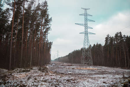 High-voltage powerlines and high-voltage pylons transporting electric power in a lane through a beautiful conifer forest.の写真素材