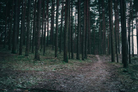 Cinematic look Conifer forest, a country road through the dark and mysterious forestの写真素材