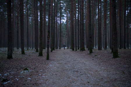 Man walking through the conifer forest, a country road through the dark mysterious forestの写真素材