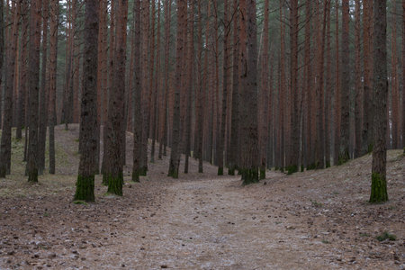 Conifer forest, a country road through the dark and mysterious forestの写真素材