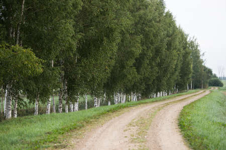 country road through birch forest in springの写真素材