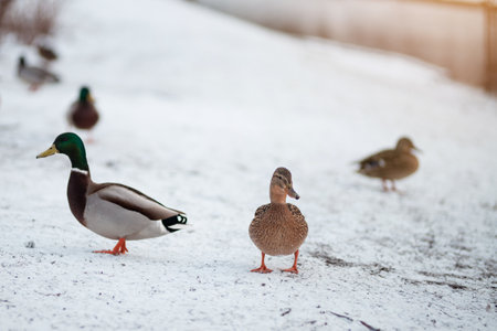 Wild ducks on snow in wintertime, Anas platyrhynchosの写真素材