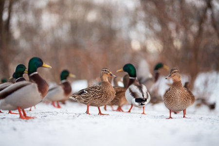 Wild ducks on snow in wintertime, Anas platyrhynchosの写真素材