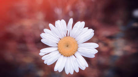 Daisy flower - wild chamomile. Vintage wild chamomile flowerの写真素材