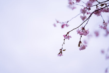 Selective focus of beautiful branches of pink Cherry blossoms on the tree under blue sky, Beautiful Sakura flowers during spring season in the park, Flora pattern texture, Nature floral background.の写真素材