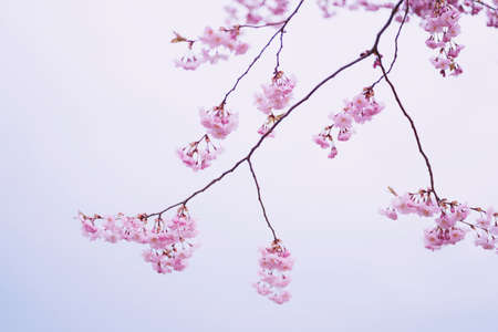 Selective focus of beautiful branches of pink Cherry blossoms on the tree under blue sky, Beautiful Sakura flowers during spring season in the park, Flora pattern texture, Nature floral background.の写真素材