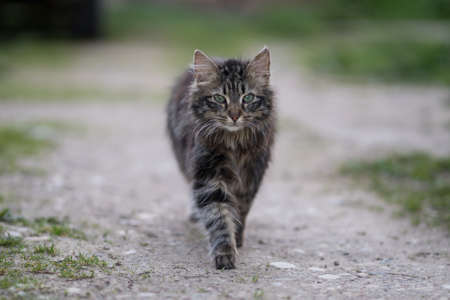 Striped, gray, and fluffy cat walking on a rural road on the evening. 16x9の写真素材