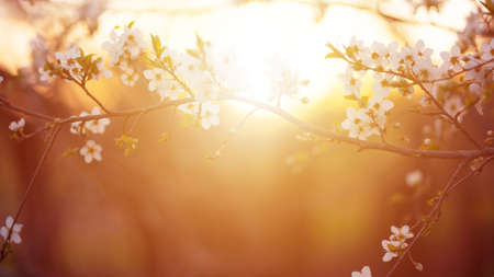 Twigs of a blossoming cherry tree in the golden hour. Spring background for the banner. Sun effect, selective focus, 16x9の写真素材