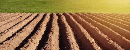 agricultural field that was plowed furrows for planting potatoes.