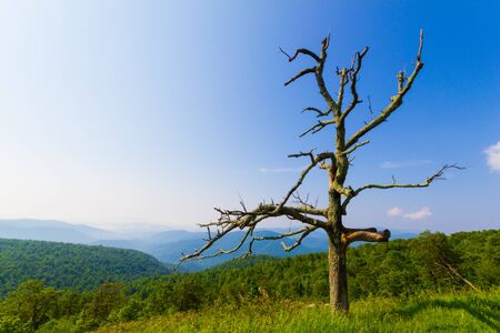 Dead treeの写真素材