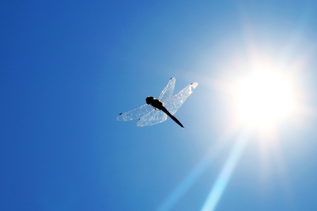 Dragonfly is an insect belonging to the order Odonata, infraorder Anisoptera. Aの写真素材