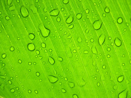 Raindrops on a leaf under the sunの写真素材