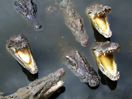 Crocodiles in waterの写真素材