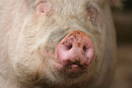 Snout of a pig with focus on the snout