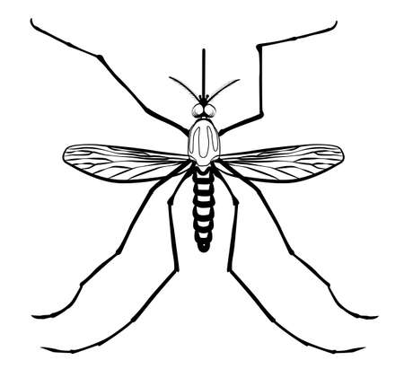 Illustration of a mosquito in black and white minimalist style. Vector graphicsのイラスト素材