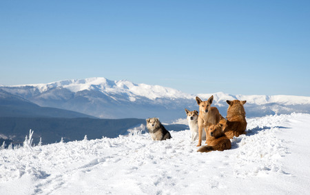 few dogs sitting on snow behind views of mountain peaksの写真素材