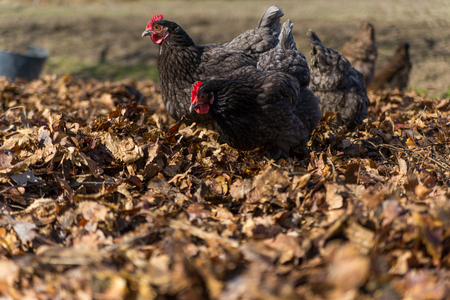 Chickens on traditional free range poultry farmの写真素材