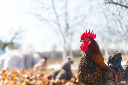 Rooster on traditional free range poultry farmの写真素材
