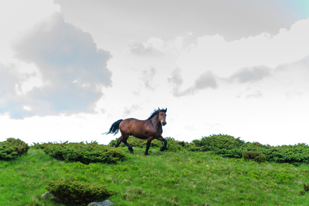 the horse that runs in the background of the sky and cloudsの写真素材