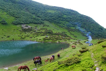 Horse herd on pastureの写真素材