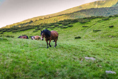 Red Horse in mountains on the green grassの写真素材