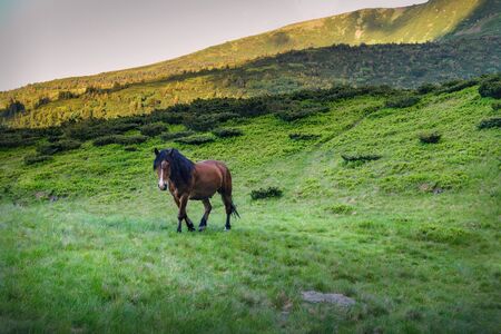 Red Horse in mountains on the green grassの写真素材