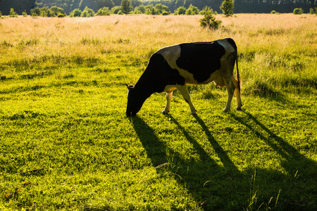 Backlit cow grazing in a field at sunset.の写真素材
