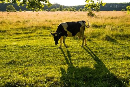 Backlit cow grazing in a field at sunset.の写真素材