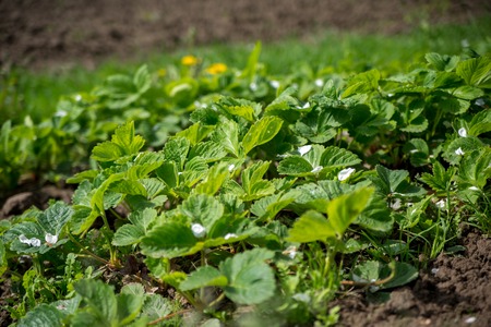 green strawberries growing of wild strawberries in the gardenの写真素材