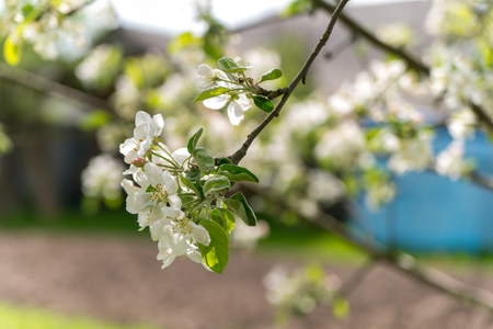Apple trees flowers. the seed-bearing part of a plant, consisting of reproductive organs stamens and carpels that are typically surrounded by a brightly colored corolla petalsの写真素材
