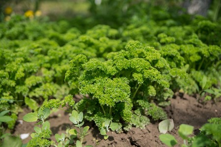 Petroselinum crispum - Fresh curly parsley on ground close-up in garden.