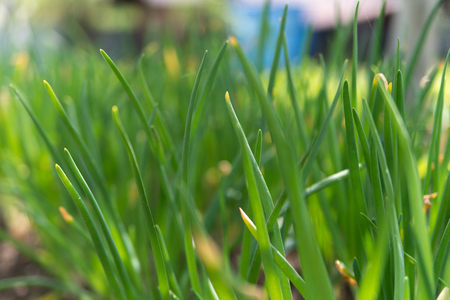 close-up of the onion plantation in the vegetable gardenの写真素材