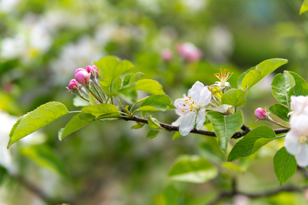 Apple trees flowers. the seed-bearing part of a plant, consisting of reproductive organs stamens and carpels that are typically surrounded by a brightly colored corolla petalsの写真素材