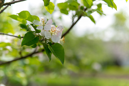 Apple trees flowers. the seed-bearing part of a plant, consisting of reproductive organs stamens and carpels that are typically surrounded by a brightly colored corolla petalsの写真素材