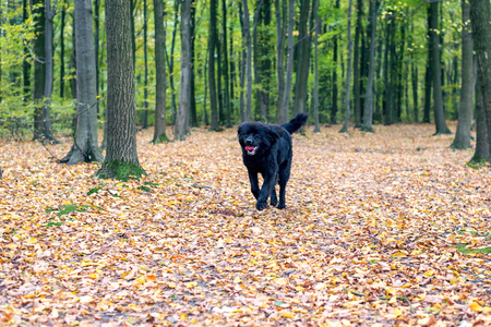 black shaggy Newfoundland dog running through yellow leaves in tの写真素材