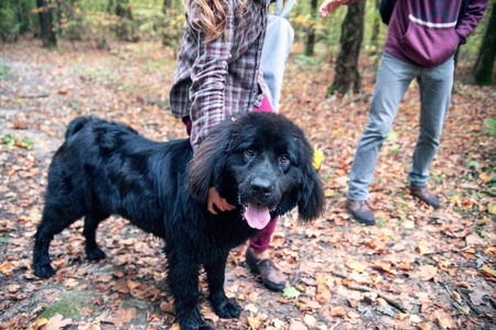 Newfoundland is playing in the woods with his masterの写真素材