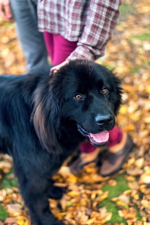 Newfoundland is playing in the woods with his masterの写真素材