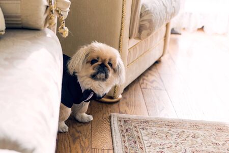 little Pekingese dressed in coatの写真素材