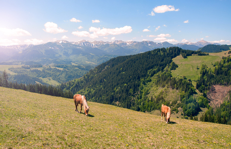 Horses on beautiful mountain meadows in Carpathiansの写真素材