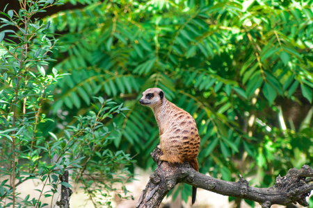 Little suricat sit and looks for predatorsの写真素材