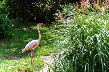 Greater Flamingo, Phoenicopterus ruber, beautiful pink big bird on the background of green plants in the nature habitatの写真素材