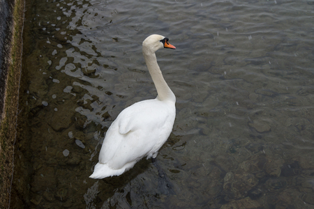 Swan on the water is a close look, Zurichの写真素材