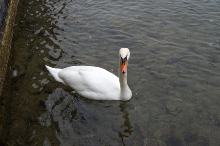 Swan on the water is a close look, Zurichの写真素材