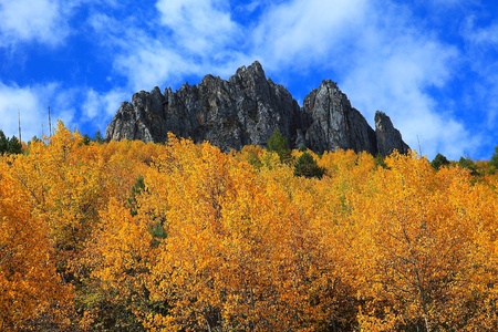 yellow leavesの写真素材