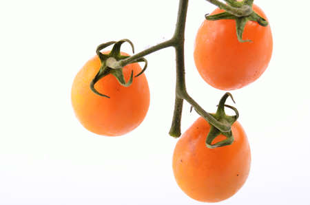 Vine tomatoesの写真素材